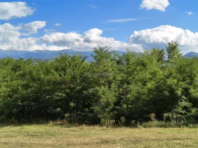 Teren la padure de vanzare Talmaciu Podu Olt - foto 6